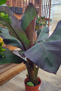 House Plants 7